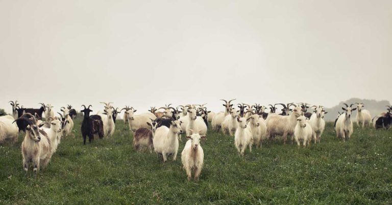 Small ruminant health issues