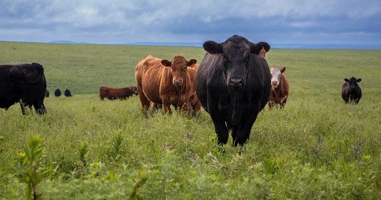 Pheromone impact in livestock