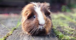 Enzyme warning over guinea pig deaths