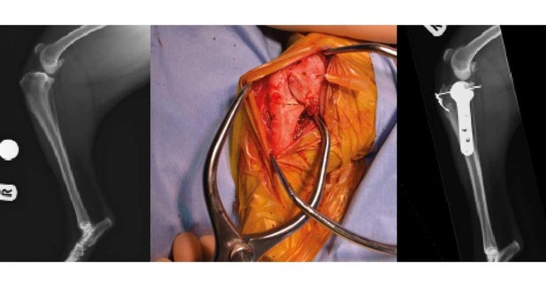 Surgical options for dogs with cranial cruciate ligament rupture