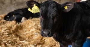 Rising paromomycin resistance forces rethink in calf scours management