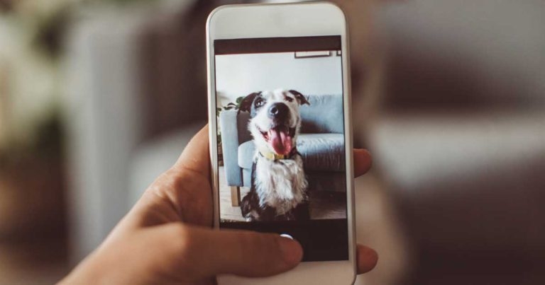 Mars launches AI tool for owners to assess dental health of pets