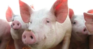 RVC research highlights pandemic risks of evolving swine flu