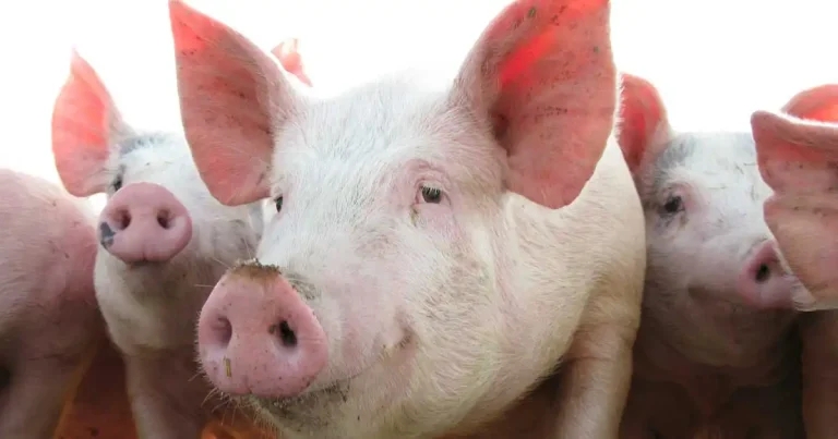 RVC research highlights pandemic risks of evolving swine flu