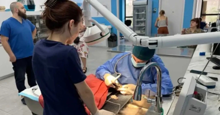 Veterinary life in Tbilisi, Georgia