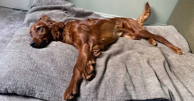 Puppy saved after spleen and stomach herniate to thoracic cavity