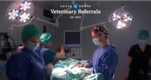Hernias in companion animals theme for CPD webinar