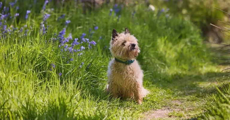 Group raises £1 million for Woodland Trust