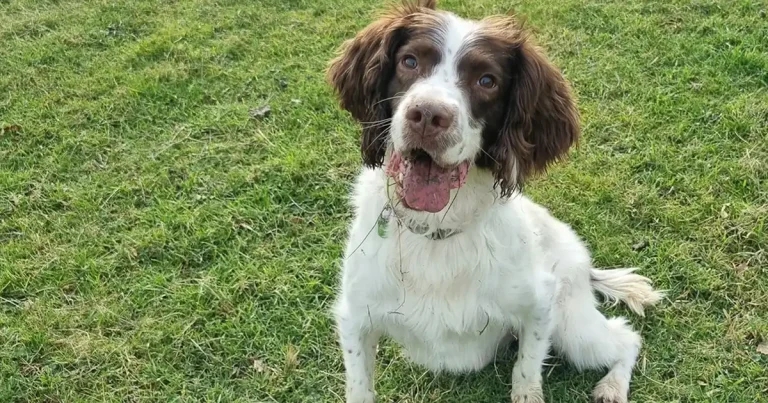 Whiskey ‘a-go-go’ as vets save spaniel’s leg