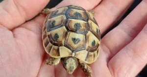 Lincolnshire charity steps in as final destination for Tunisian tortoise