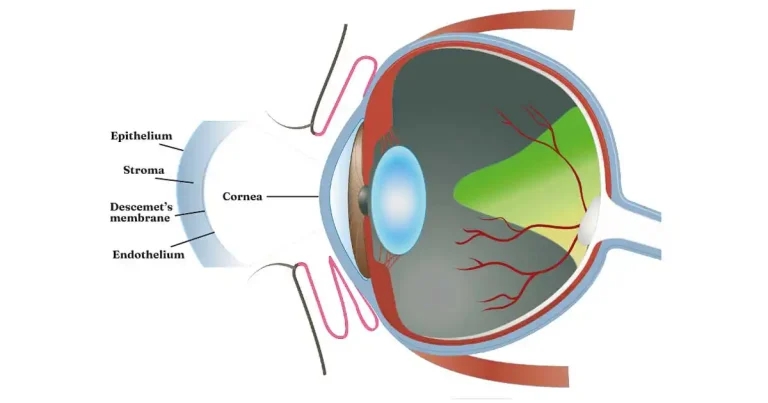 Corneal ulcer update – case management and new therapies