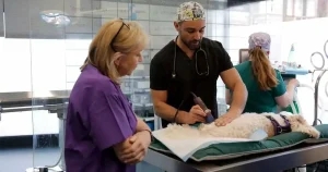 Fern’s new vet TV show highlights ‘incredible team’