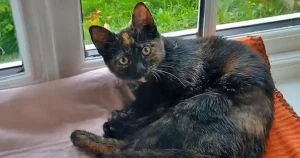 Vet delight at cat’s recovery from major spinal op