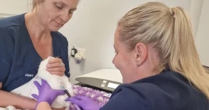 Empowering VNs to lead screening clinics for senior pets