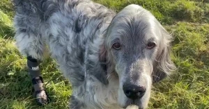 Practice praised for dog’s orthotic walking solution