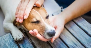 Zoetis to host VN pain management CPD sessions
