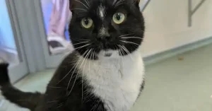 RSPCA hospital issues FPV case growth warning