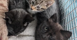 Abandonments probe launched as International Cat Day marked