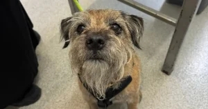 Vet saves dog from deadly disease discovered during dental check