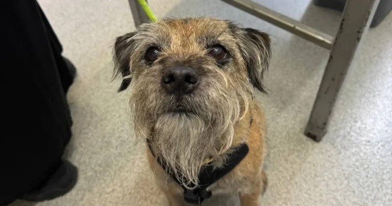 Vet saves dog from deadly disease discovered during dental check