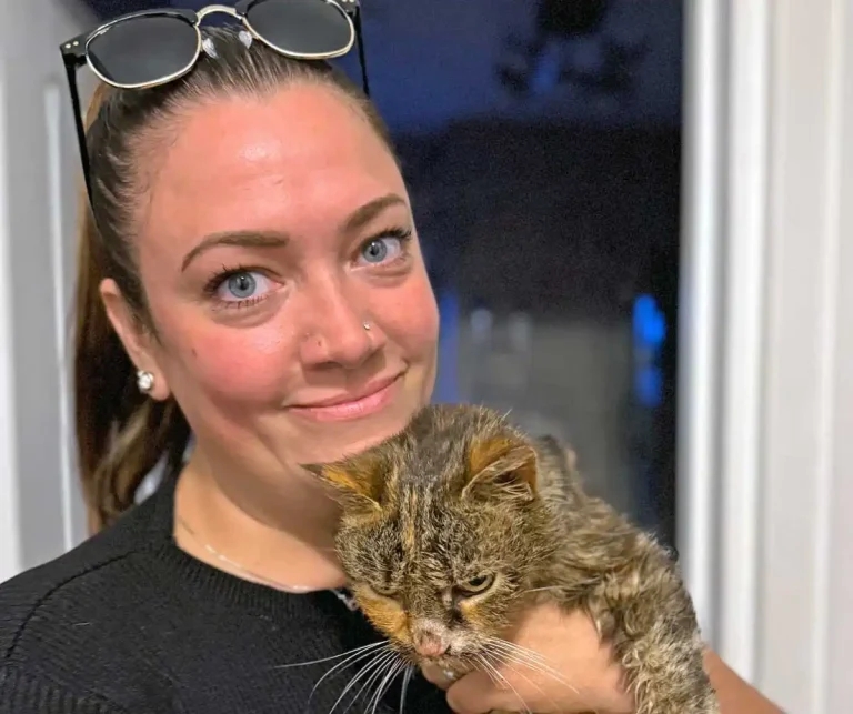 RVN reunited with long-lost cat issues clear microchip message
