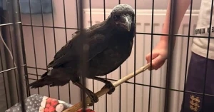 Morrigan&#8217;s repeat visits to Portsmouth vet