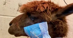 Vet reflects on ‘heartbreaking’ alpaca shooting