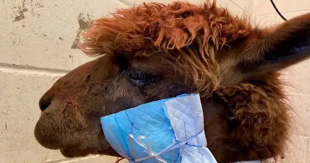 Vet reflects on ‘heartbreaking’ alpaca shooting