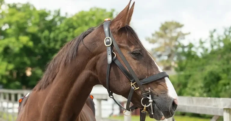 RVC equine hospital to offer ‘pioneering’ surgery
