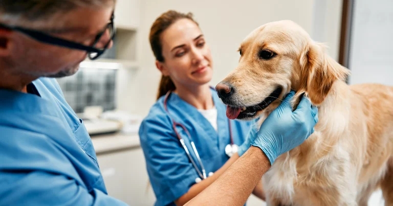 VetSkill launches AVN register