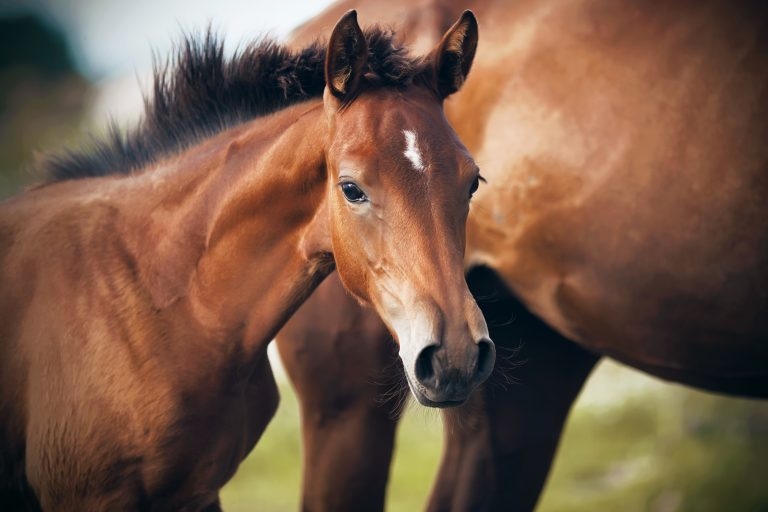 Study suggests later weaning of Thoroughbred foals delivers greater racing success