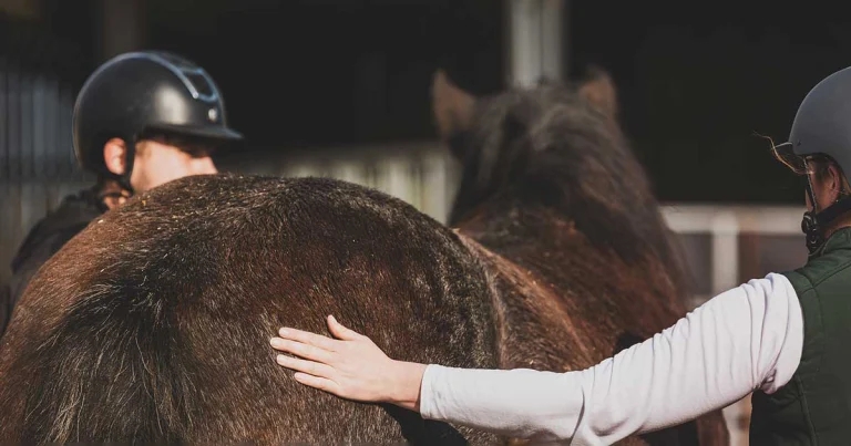 Three-quarters of UK leisure horses potentially overweight – survey