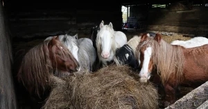 Man jailed after 450 animals rescued from midlands farm