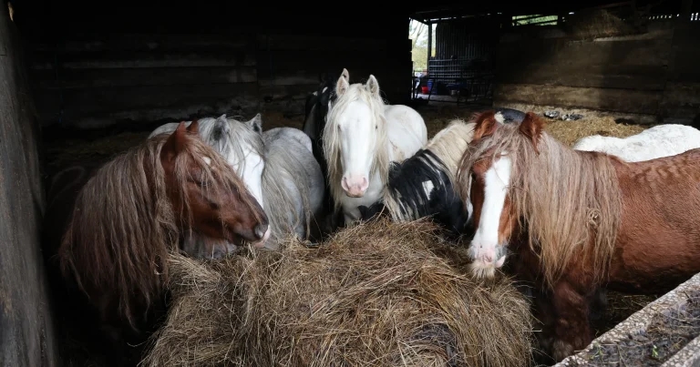 Man jailed after 450 animals rescued from midlands farm