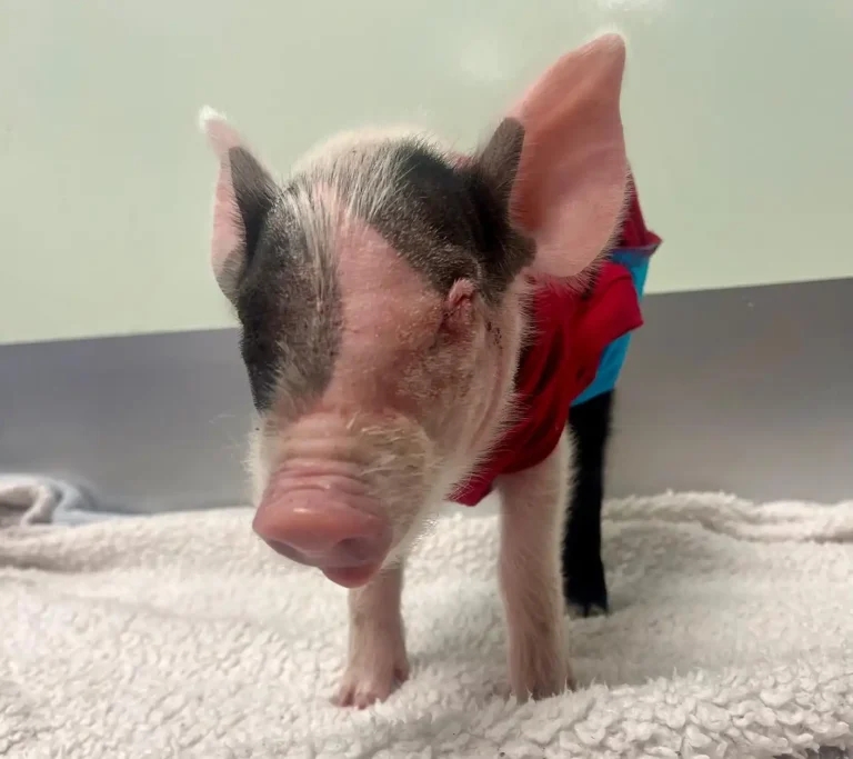 Happy ending for rescued road hog Benny