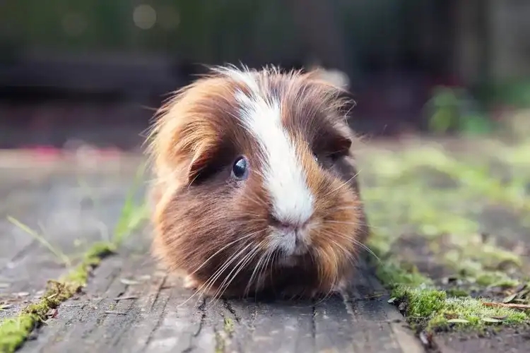 Mass health check to mark Guinea Pig Awareness Week