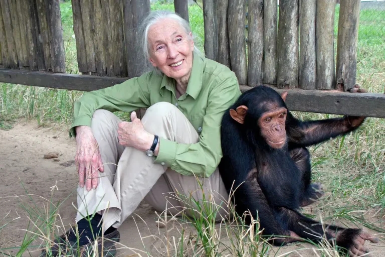 Tributes paid to renowned primatologist Jane Goodall