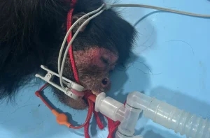 No monkey business for vets as Smokey aces scan