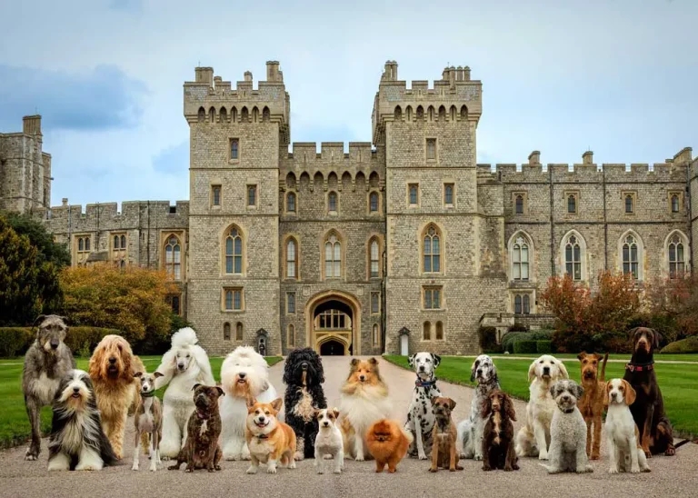 Royal Kennel Club unveils new branding and expanded role