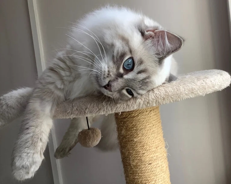 Long hair ‘should be considered an extreme conformation in cats’