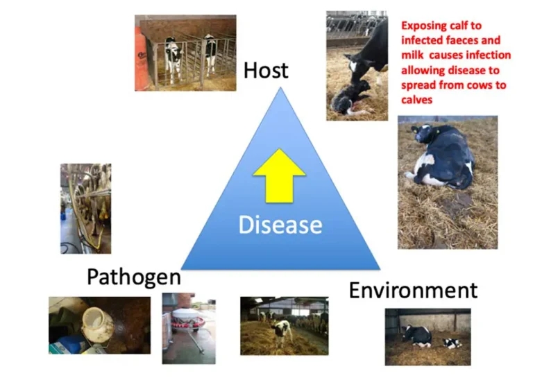 How can we control infectious diseases in cattle more effectively?