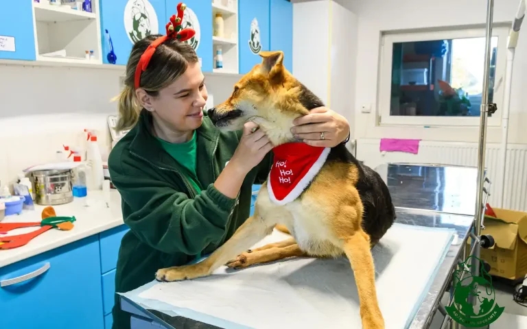 Romanian vet issues remote dog adoption plea