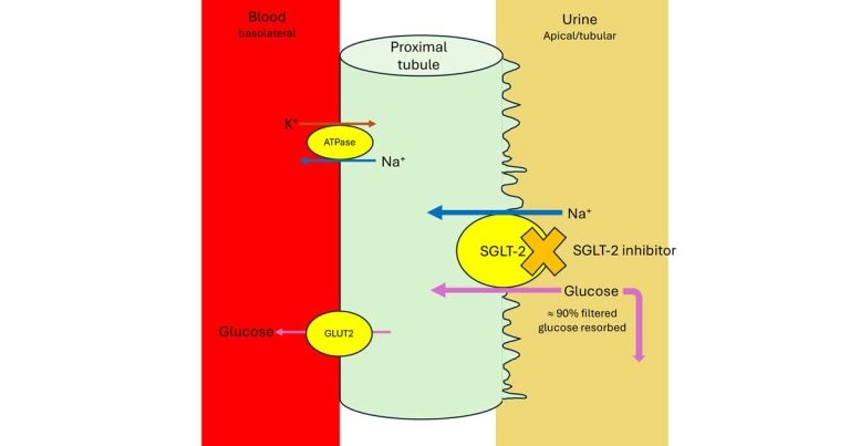 SGLT-2 inhibitors: what role can they play in veterinary care?