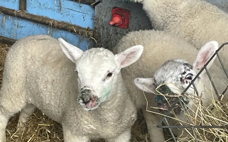 Call to vets to talk up orf vaccination