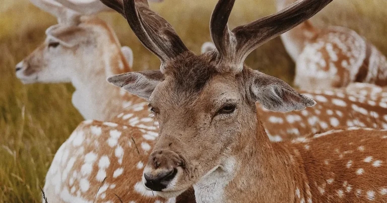 Fresh plea issued for reindeer-free Christmas events