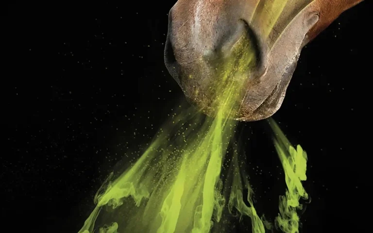 Vets urged to recommend EHV vaccination