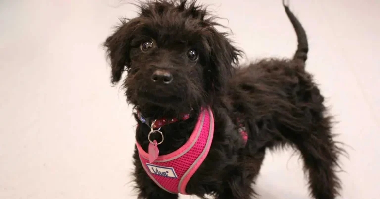 Naturewatch Foundation pet rescue grant applications open