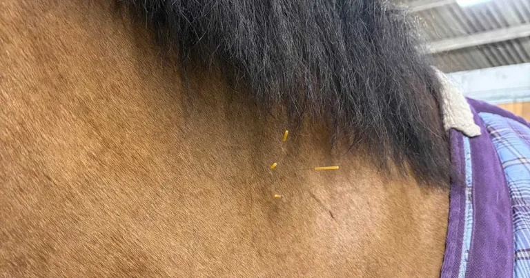 Using acupuncture in horses