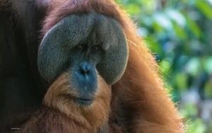 Charity plea for orangutan care help after cyclone devastation