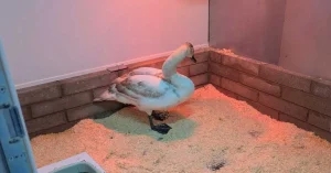 Isolation facilities a ‘game-changer’ for avian flu response – RSPCA